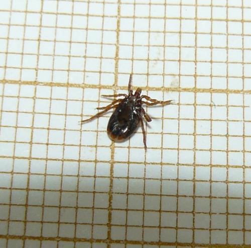 Réf. 246 125 : Pholeoixodes hexagonus